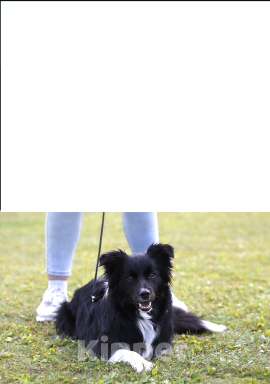 Собаки в Первоуральске: Щенки бордер колли Мальчик, 100 000 руб. - фото 5