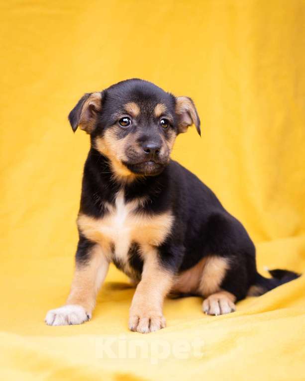 Собаки в Москве: Миниатюрный щенок в добрые руки Девочка, Бесплатно - фото 5