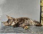 Кошки в Москве: Котёнок Мейн-кун Девочка Девочка, 50 000 руб. - фото 2