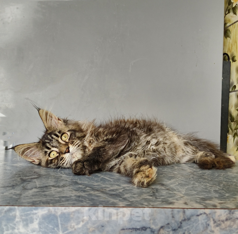 Кошки в Москве: Котёнок Мейн-кун Девочка Девочка, 50 000 руб. - фото 2