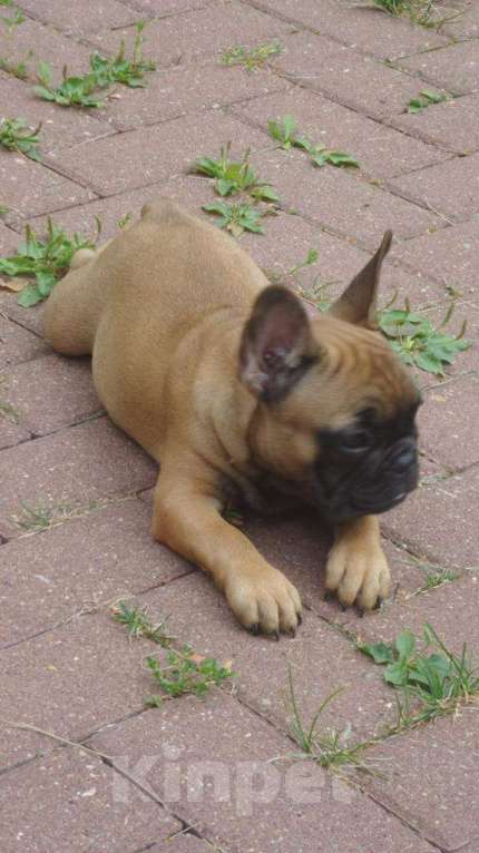 Собаки в Казани: Французский бульдог, вязка Мальчик, Бесплатно - фото 3