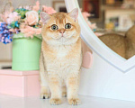 Кошки в Владивостоке: Британский котёнок. Чудесная девочка Девочка, 70 000 руб. - фото 1