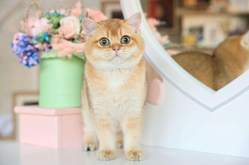 Объявление: Британский котёнок. Чудесная девочка, 70 000 руб., Владивосток