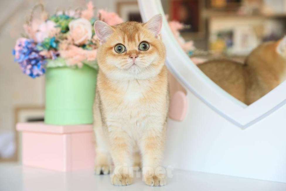 Кошки в Владивостоке: Британский котёнок. Чудесная девочка Девочка, 70 000 руб. - фото 1