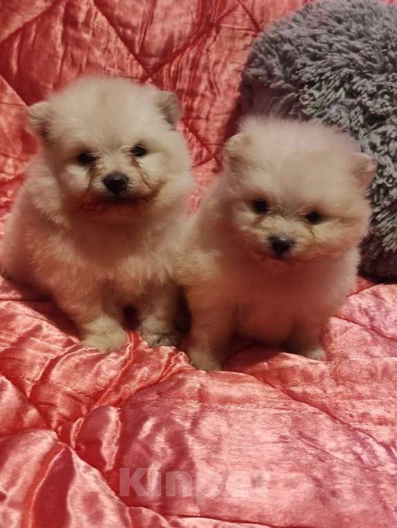 Собаки в Екатеринбурге: Шпицули  Мальчик, 35 000 руб. - фото 1