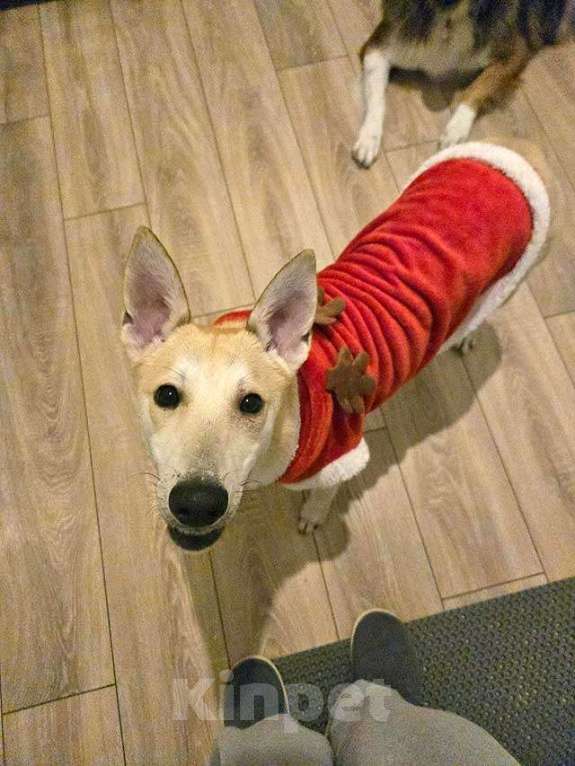 Собаки в Москве: Умнейшая домашняя некрупная собачка-подросток Чапа ищет дом Девочка, 10 руб. - фото 9