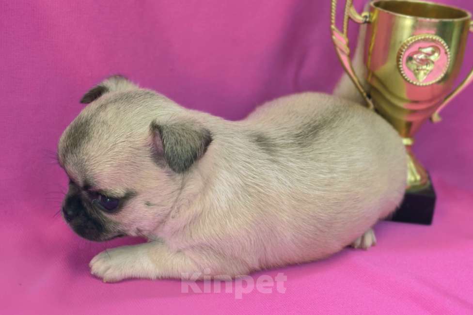 Собаки в Москве: Чихуахуа девочка гладкошерстная Девочка, 45 000 руб. - фото 5