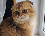 Кошки в Туапсе: Шотландский вислоухий котик ищет семью Мальчик, 55 000 руб. - фото 1