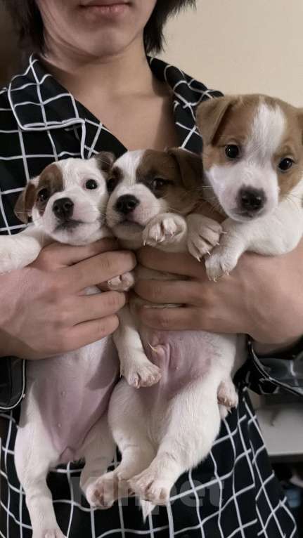 Собаки в Подольске: Продаю прекрасные шаловливых щенят Мальчик, Бесплатно - фото 1