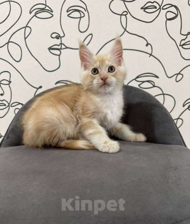 Кошки в Нижнем Новгороде: Котенок породы Мейн-кун Девочка, Бесплатно - фото 1
