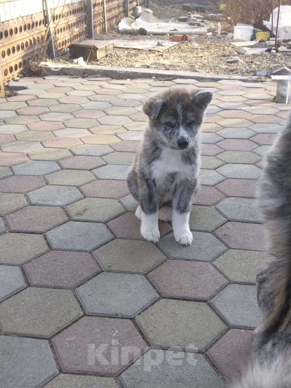 Собаки в Арсеньеве: Щенок акита, тигровый мальчик Мальчик, 50 000 руб. - фото 6