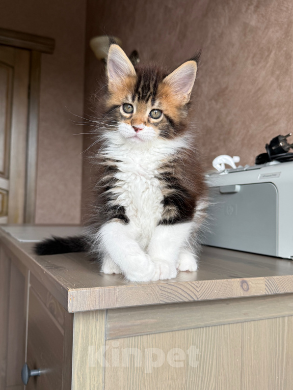 Кошки в Барнауле: Котенок мейн-Куна Мальчик, Бесплатно - фото 2