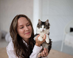Кошки в Екатеринбурге: Кошка Боня ищет дом Девочка, 1 руб. - фото 3