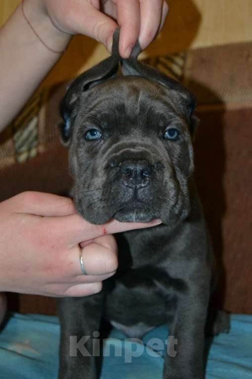 Собаки в Новосибирске: Щенки Кане Корсо Мальчик, 60 000 руб. - фото 4