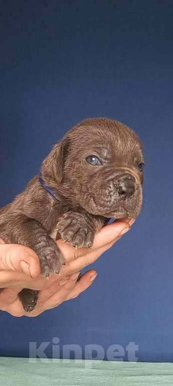 Собаки в других городах Орловской области: Щенок КАНЕ-КОРСО Мальчик, Бесплатно - фото 3