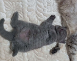 Кошки в Москве: Элитный клубный голубой котенок 14.06.2025 Мальчик, 25 000 руб. - фото 3