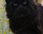 Кошки в Астрахани: Мейн кун вязка, Бесплатно - фото 2