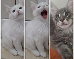 Кошки в Снежногорске: мейн кун продажа, 11 000 руб. - фото 3
