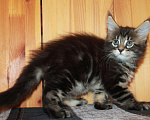 Кошки в Моздоке: Котята мейн кун, 15 000 руб. - фото 7