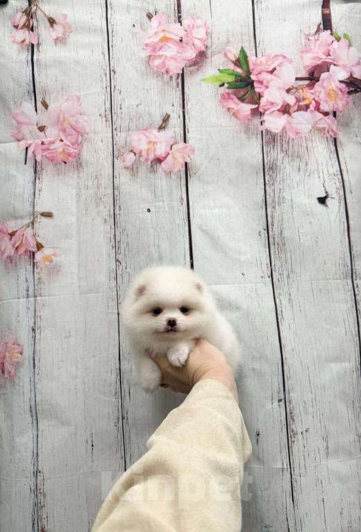 Собаки в Москве: Очаровательная девочка Девочка, 25 000 руб. - фото 1