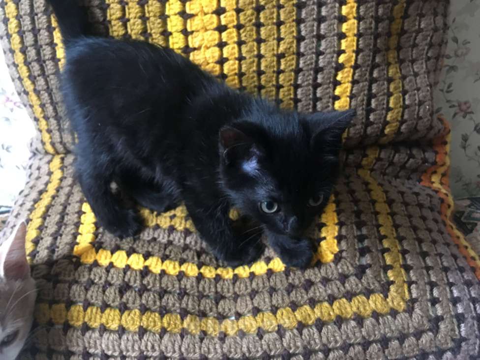 Кошки в Москве: Черный котенок ищет семью Мальчик, 1 руб. - фото 3