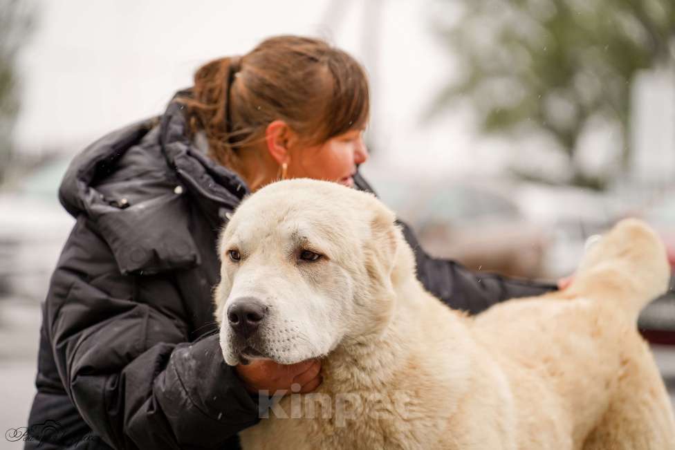 Собаки в Волгограде: племенной кобель Мальчик, Бесплатно - фото 3