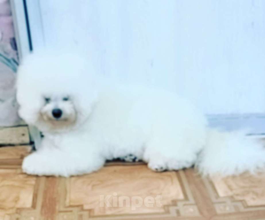 Собаки в Казани: Гламуркеннел Девочка, 150 000 руб. - фото 2