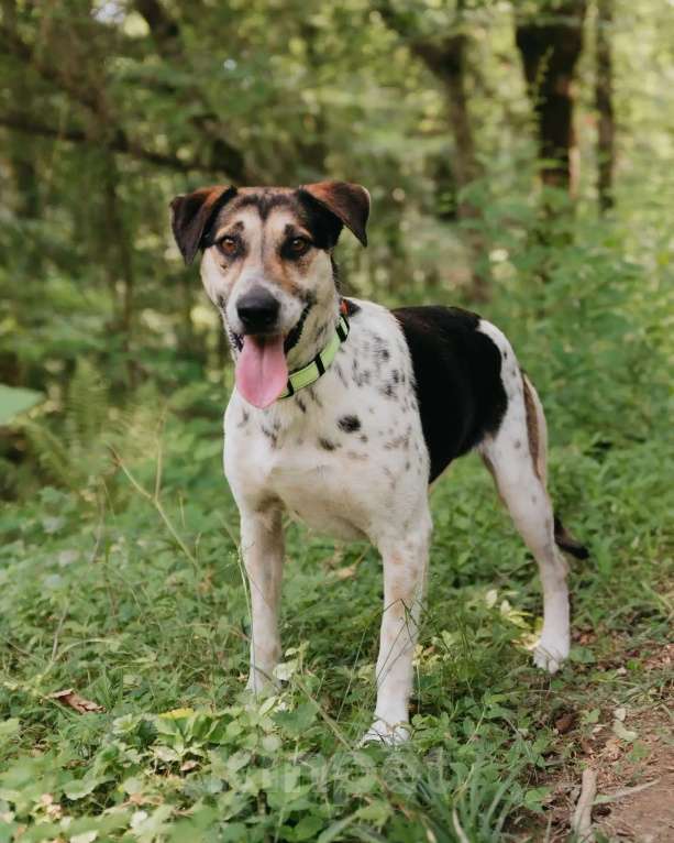 Собаки в Люберцах: Джулия ищет семью Девочка, Бесплатно - фото 10