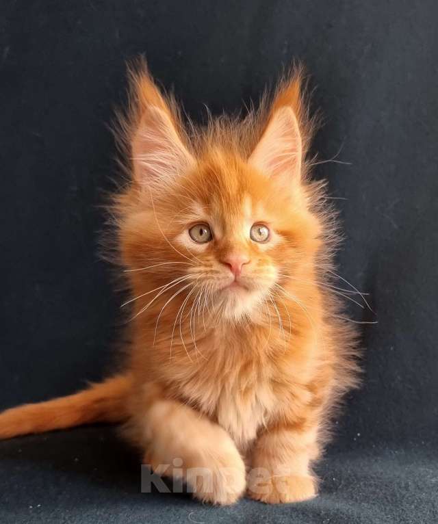 Кошки в Санкт-Петербурге: котенок мейн кун Мальчик, Бесплатно - фото 1