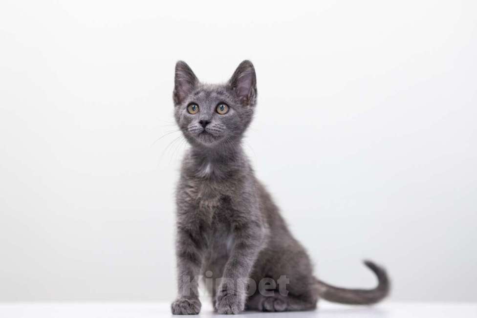 Кошки в Москве: Шипучка Девочка, Бесплатно - фото 5