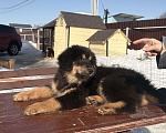 Собаки в других городах Московской области: Щенок банхара Девочка, Бесплатно - фото 4