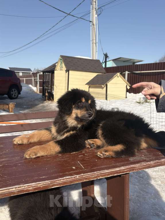 Собаки в других городах Московской области: Щенок банхара Девочка, Бесплатно - фото 4