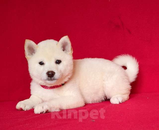 Собаки в Москве: Белые Сиба ину. Девочка. Тэнси Данц Девочка, 800 000 руб. - фото 3