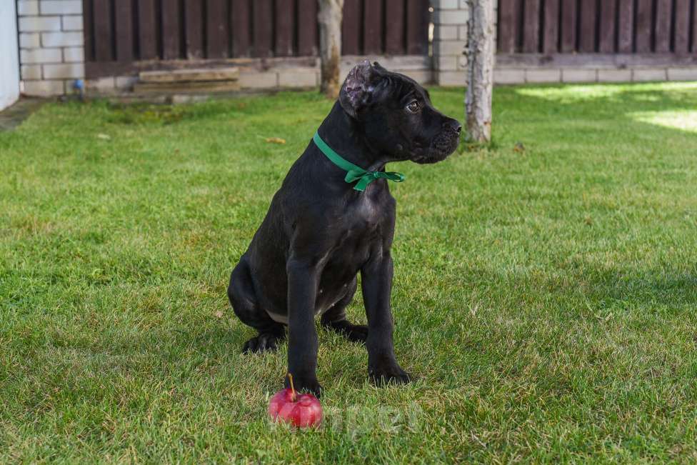 Собаки в Волгограде: Щенки коне-корсо.  Мальчик, Бесплатно - фото 3