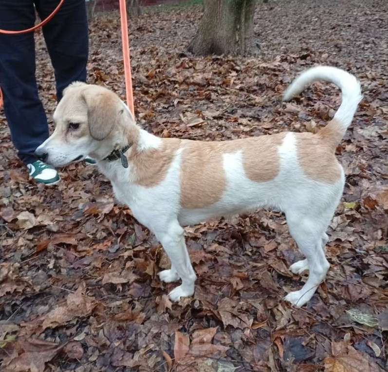 Собаки в Москве: Красивая собачка Синди Девочка, Бесплатно - фото 6