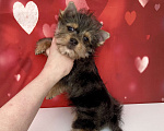 Собаки в Москве: Мраморный йорк мальчик стандарт игривый Мальчик, 50 000 руб. - фото 9