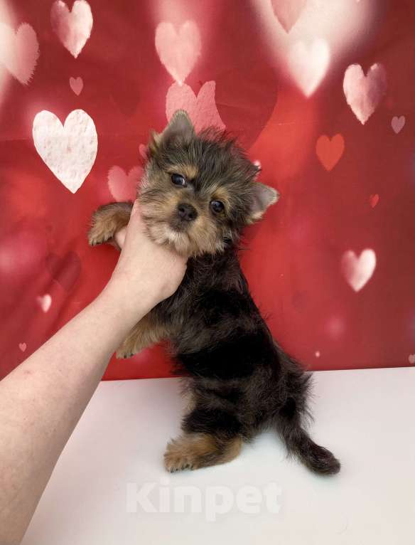 Собаки в Москве: Мраморный йорк мальчик стандарт игривый Мальчик, 50 000 руб. - фото 9