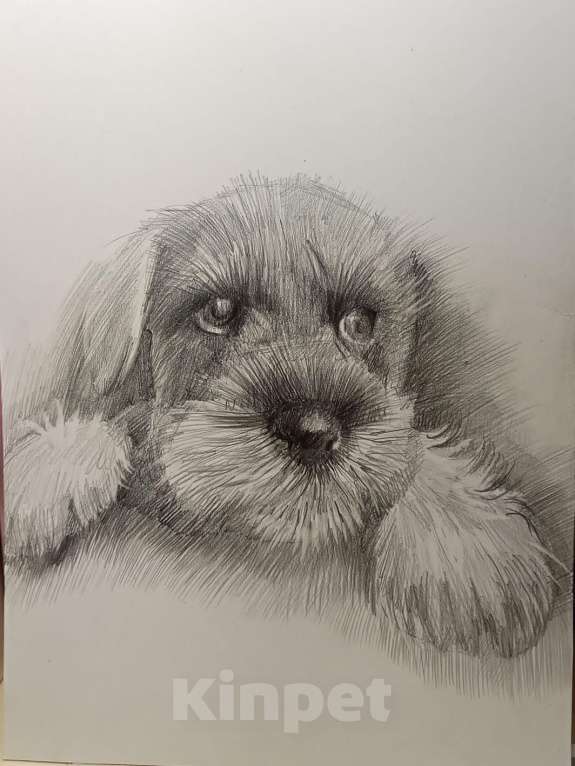 Собаки в Таганроге: Щенок натуральная сука перец-соль Девочка, Бесплатно - фото 3