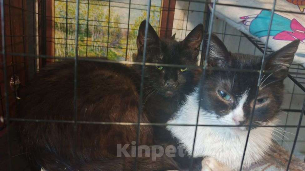 Кошки в Санкт-Петербурге: Танечка Девочка, Бесплатно - фото 2