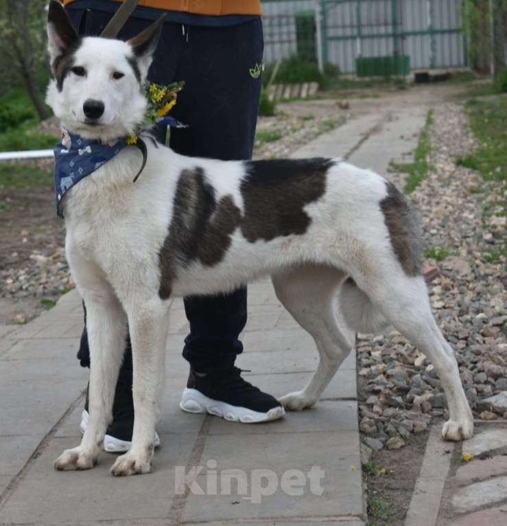 Собаки в Москве: Белая аристократка Бэлль в добрые руки Девочка, 1 руб. - фото 2