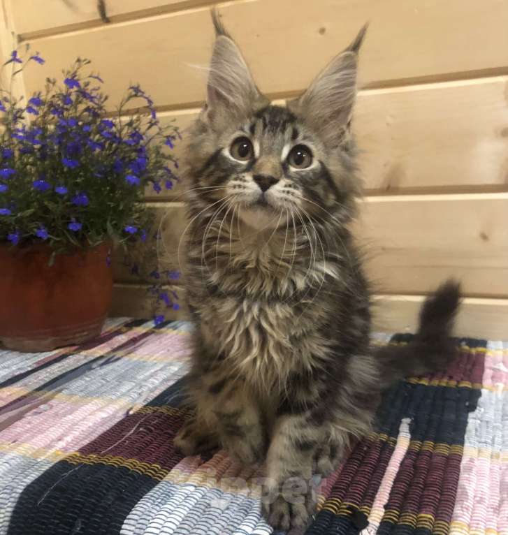 Кошки в Санкт-Петербурге: Кошечка мейн кун чёрная мраморная Девочка, 30 000 руб. - фото 4