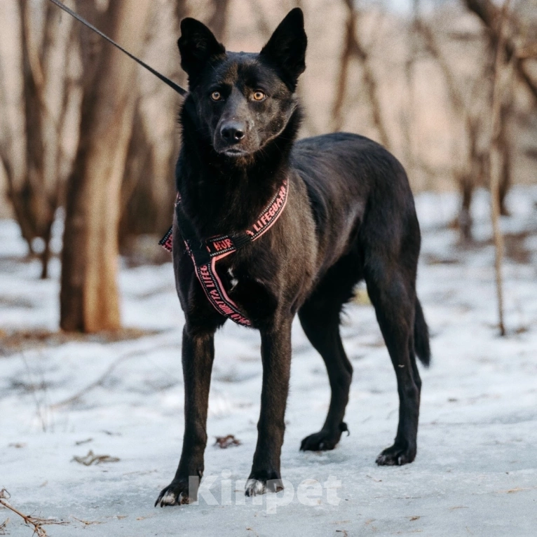 Собаки в Москве: Вупи ищет дом Девочка, Бесплатно - фото 3
