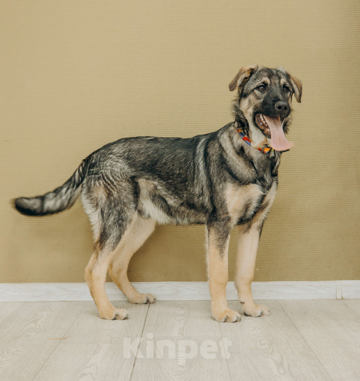 Собаки в Москве: Щенки бесплатно в Москве Мальчик, Бесплатно - фото 6