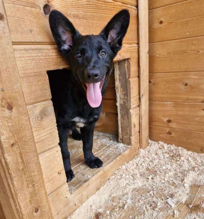 Собаки в Москве: Бывшедомашний малыш ищет дом! Мальчик, Бесплатно - фото 4