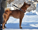 Собаки в Рязани: Сука Карельской лайки от рабочих родителей  Девочка, 4 000 руб. - фото 1