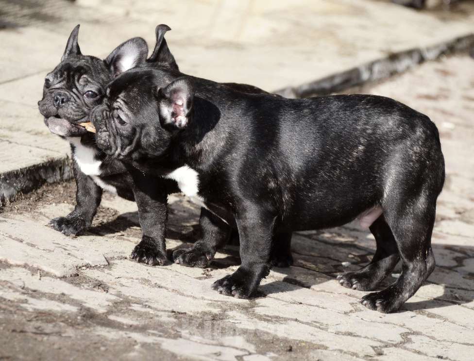 Собаки в Старом Купавне: Мальчик Веня Мальчик, 50 000 руб. - фото 6