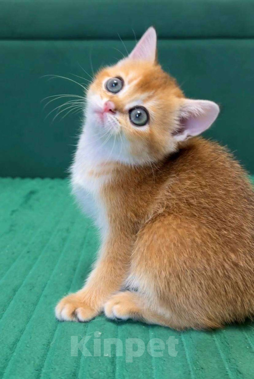 Кошки в Москве: Джесика Девочка, 50 000 руб. - фото 1