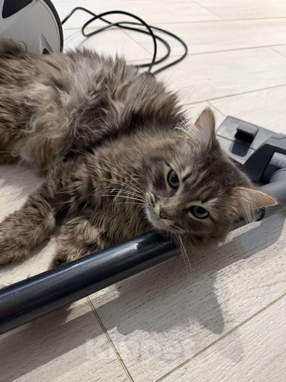 Кошки в других городах Московской области: Потерялся кот, 14.03.26 Мальчик, Бесплатно - фото 1