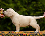 Собаки в Москве: Палевый щенок Лабрадора от родителей Чемпионов Мальчик, Бесплатно - фото 7