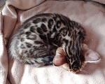 Кошки в Санкт-Петербурге: Бенгальская кошечка Девочка, 55 000 руб. - фото 6